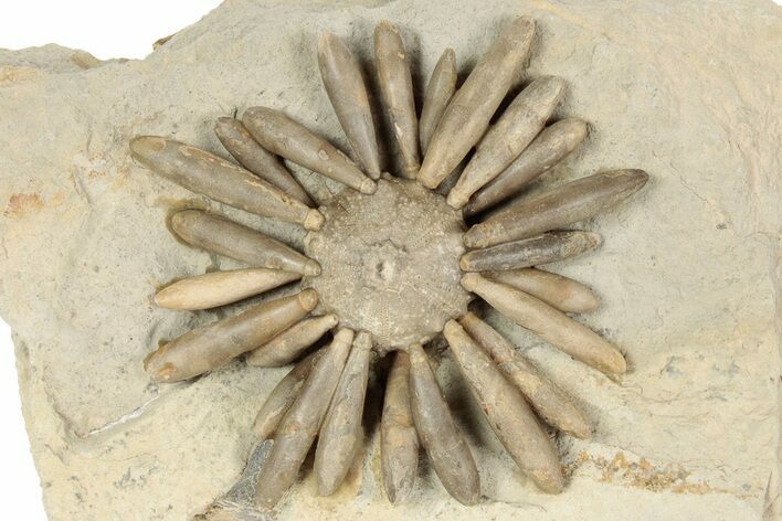 Jurassic Club Urchin (Gymnocidaris) - Boulmane, Morocco #194853